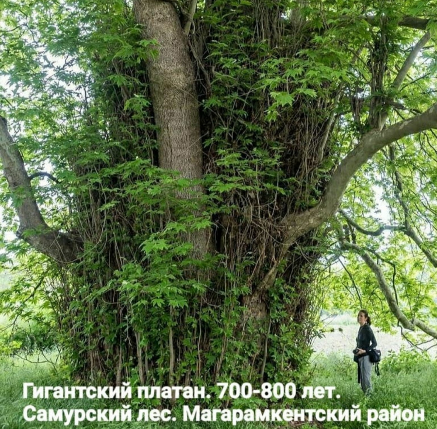 Больше 700 лет древнейшему дереву – гигантскому платану в Самурском лесу —  Магарамкентский район — Официальный сайт муниципального образования